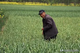 四月中旬，苏北农村蒜苔丰收了，实拍一户农家从采摘到售卖全过程图片