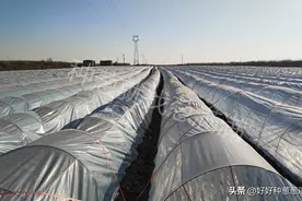 担心大葱冻害？冬季还未长成的大葱如何越冬图片