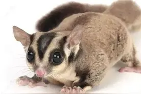 蜜袋鼯是什么，有什么优点和缺点？图片