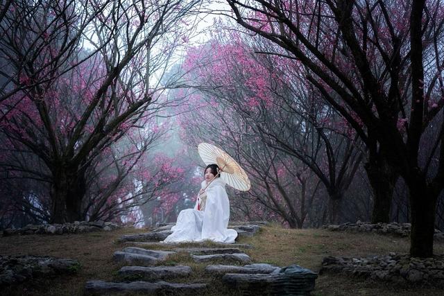 焕新待放！贵州梅园1月24日开园