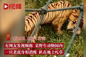 济南一动物园被曝老虎骨瘦如柴，只能吃草？官方回应来了图片