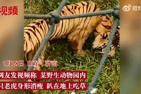 济南一动物园被曝老虎骨瘦如柴，只能吃草？官方回应来了图片