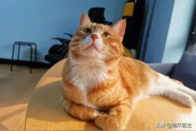 猫：加拿大禽流感？之前囤的猫粮还能吃吗图片