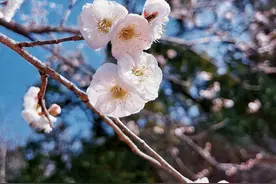 梅花枝上春如海，遇见梅花，分享一些关于梅花的别称、诗词和文案图片