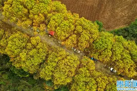 【图集】贵安新区：梧桐大道美景如画图片