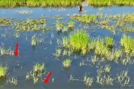 水退鱼搁浅？芜湖江滩出现密集鱼群，鲤鱼、草鱼、鳊鱼都有图片