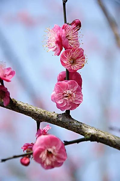 亲爱的朋友,如果你也喜欢大自然,喜欢动物,植物,美好的事物;喜欢读书