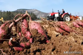 今日处暑，要想让地瓜结得多、产量高，这几点要抓紧做了图片