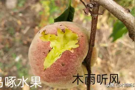 农民种植果树，怎样防止鸟吃果实？图片