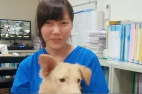 “美女兽医”简稚澄：安乐死700条流浪狗后，把最后一针打给自己图片