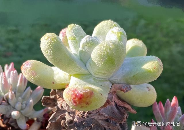 多肉御剑价格便宜,是因为3个特点让它活成了仙女杯中的"小强"