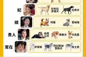假如狗狗智商也有段位图片