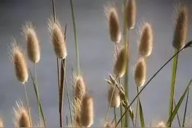 散文：在季节枯荣间，我们认清生活的真相，依然热爱生活图片