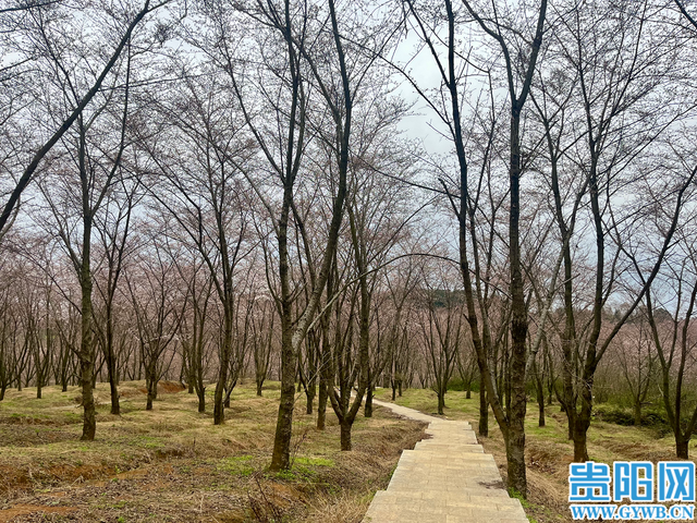 贵安樱花开了吗？花苞：再等几日