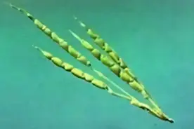 产量高耐贮存的玉米，在明代传入我国后为什么没有大面积种植？图片