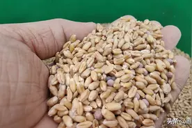 这四类小麦种不要买，容易造成减产，今年千万不要种图片