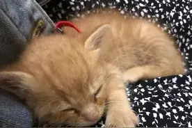 电眼小橘猫萌化网友，揭身世后众人感叹万物有灵啊图片