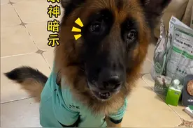 德牧自信满满表演跨栏，刚想赞叹结果笑拉了…图片