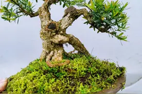 贵州米叶黄杨盆景，我们只是大自然的搬运工图片