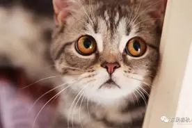 家猫是何时在中国出现的？答案你可能想不到？图片