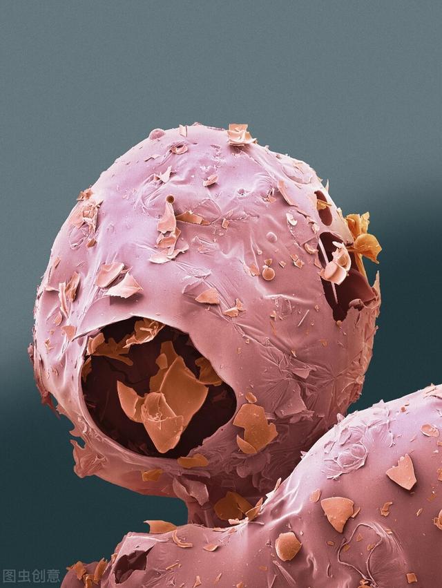 “蛋白质”“氨基酸”人体最重要的营养素之一