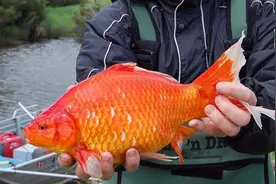 加拿大惊现数万条巨无霸金鱼！是新品种，还是基因突变？图片