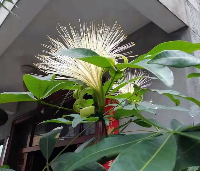 这"3种"植物开花,代表"喜事将至",是"好运来了"的表现