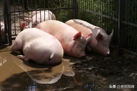 母猪产后不吃料，原因和解决方案老兽医总结好了，养猪人值得学习图片