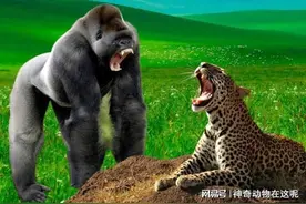 花豹攻击考察专家，大猩猩为何舍命相救？专家救过银背|传奇图片