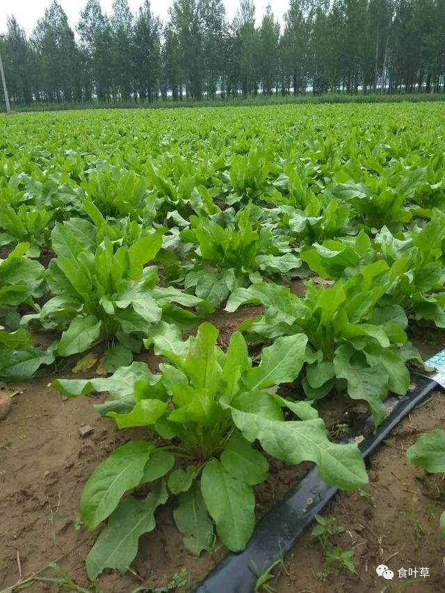 食叶草氨基酸多肽精蛋白与大健康产业