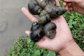 十几年前，水塘里总能抓到大量的田螺，为啥如今田螺好像绝迹了？图片