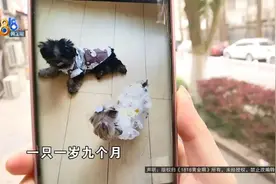 “约克夏”没救回 “有只猫”要求“同行”先道歉图片