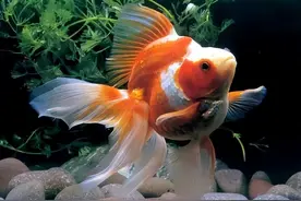 水生生物图文欣赏：金鱼赏阅(上)——草种金鱼12种、龙种金鱼68种图片
