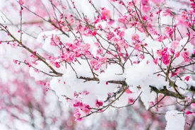 毛主席词《卜算子•咏梅》以梅言志 写出了中国人民不屈不挠的精神图片