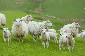 羊场必备药，大黄碳酸氢钠片的3个典型用法图片