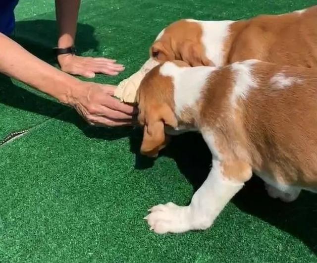 困在研究所一辈子接受“药物试验”的比格犬，被救助人员解救出来