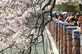 春日赏花正当时 泡桐花开锦江边图片