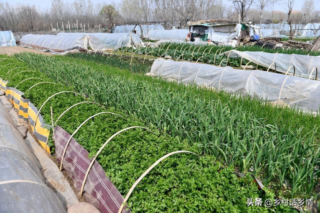 不管你种啥，用这个肥料试一试，生根促长又高产，效果倍棒