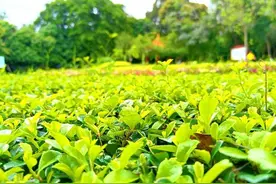 面积很小不是A级景区，许多人却慕名而来，广西玉林这公园不简单图片