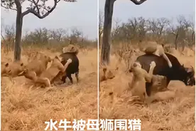 7只母狮围猎一头水牛，“牛肉盛宴”即将开始，一分钟后情况反转图片