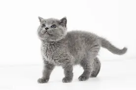 猫瘟是啥？猫咪为什么会得猫瘟？该如何防治？图片