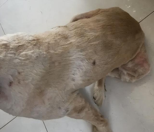 金毛犬掉毛是怎么回事?真相来了