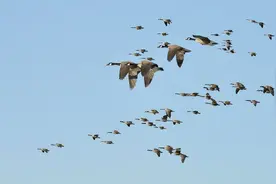 鸟类为何迁徙？图片