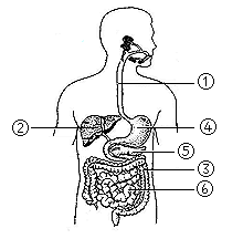 中考生物一轮复习 专题训练八 人的食物来自环境