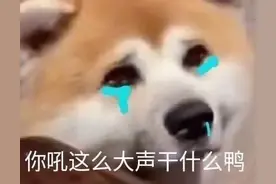 狗狗表情包（5）｜努力进入你的世界图片