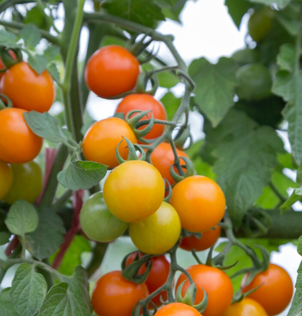 种菜用好这3种肥料，长势好、病害少、产量高，经验老农分享