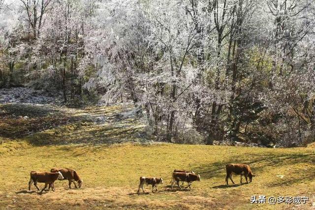 贵州威宁：雾凇覆高原 仙境入画来