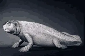 科学家：人类是从鱼进化来的，化石为证，揭秘鱼到人类的进化过程图片