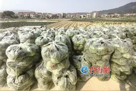 响应海峡导报爱心助农倡议 首批12家企业组团驱车直达凤路村采购图片