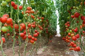 红糖、白糖、葡萄糖用来种菜有奇效，但方法要用对，不对全白费图片